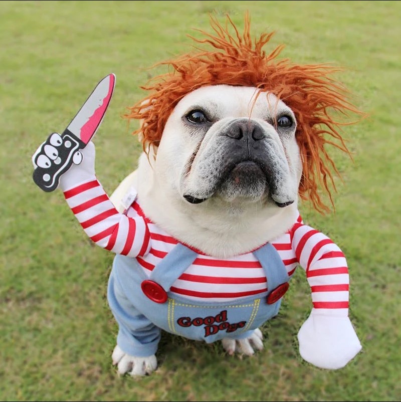 halloween costumes for french Bulldogs