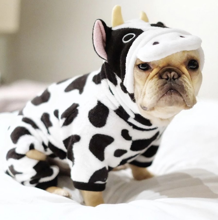 halloween costumes for french Bulldogs