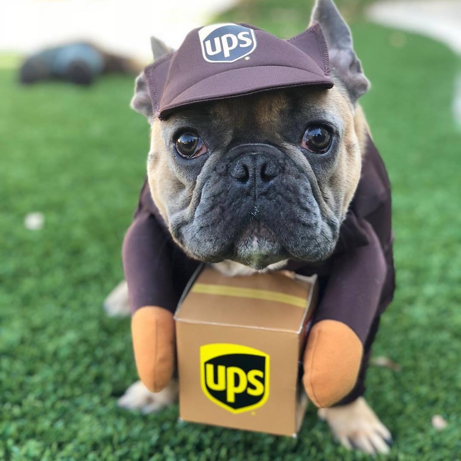 halloween costumes for french Bulldogs